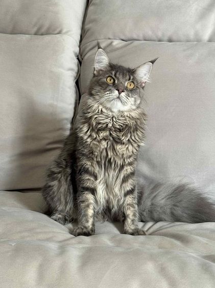 🐾 เมนคูนเพศผู้ พร้อมหาบ้านใหม่ 🐾 Maine Coon Black Silver Tabby รูปที่ 10