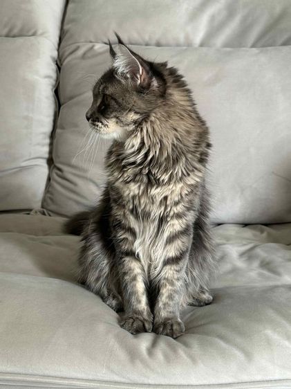 🐾 เมนคูนเพศผู้ พร้อมหาบ้านใหม่ 🐾 Maine Coon Black Silver Tabby รูปที่ 4