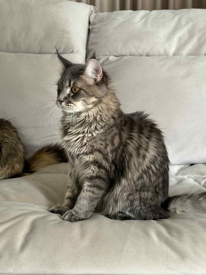 🐾 เมนคูนเพศผู้ พร้อมหาบ้านใหม่ 🐾 Maine Coon Black Silver Tabby รูปที่ 6