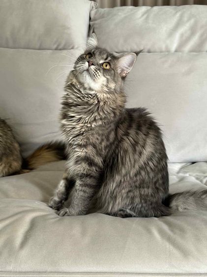 🐾 เมนคูนเพศผู้ พร้อมหาบ้านใหม่ 🐾 Maine Coon Black Silver Tabby รูปที่ 8