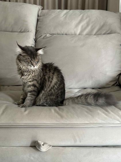 🐾 เมนคูนเพศผู้ พร้อมหาบ้านใหม่ 🐾 Maine Coon Black Silver Tabby รูปที่ 7