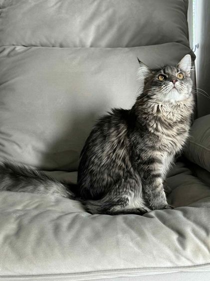 🐾 เมนคูนเพศผู้ พร้อมหาบ้านใหม่ 🐾 Maine Coon Black Silver Tabby รูปที่ 9