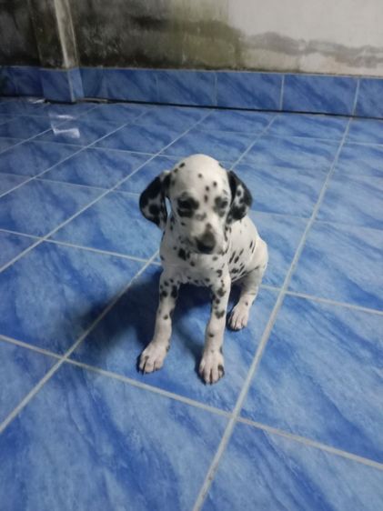 X ปิดการขาย ดัชเมเชียน