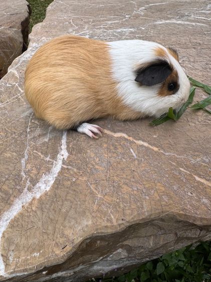 หนูแกสบี้ รูปที่ 3