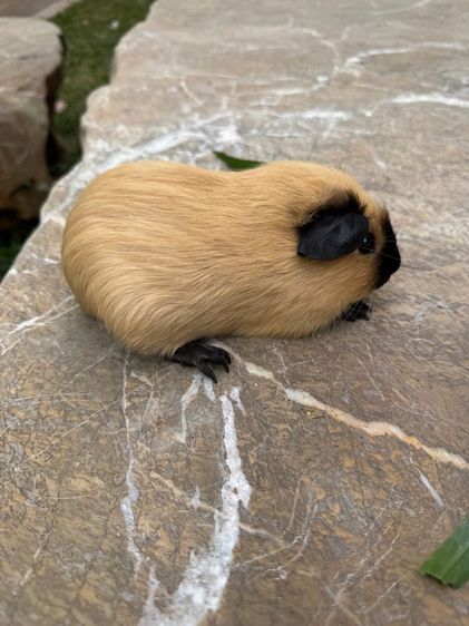 หนูแกสบี้