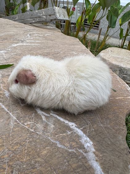 หนูแกสบี้ รูปที่ 2