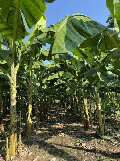 กล้วยหอมทอง เพชรบุรี