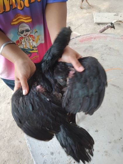 ง่อน75ก๋อย25 รูปที่ 4