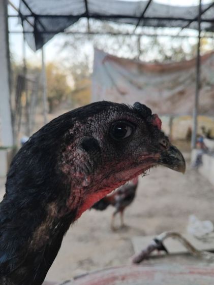 ง่อน75ก๋อย25 รูปที่ 2