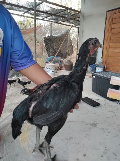 ง่อน75ก๋อย25 รูปที่ 5