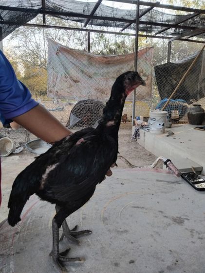 ง่อน75ก๋อย25 รูปที่ 6