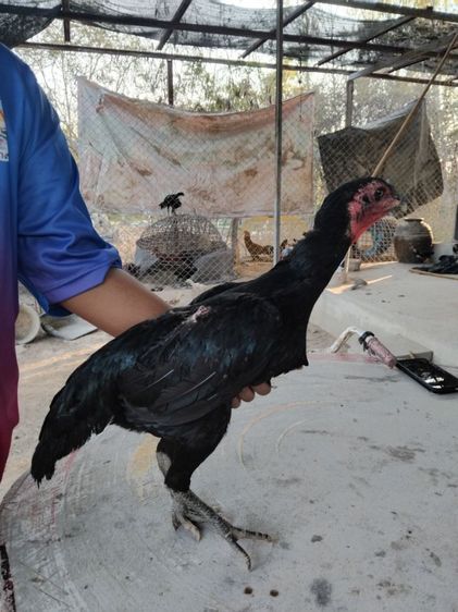 ง่อน75ก๋อย25 รูปที่ 4