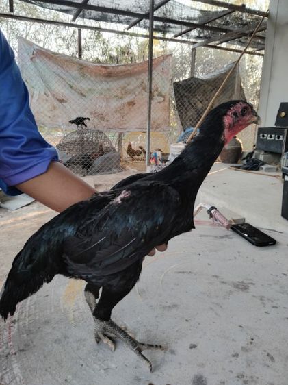 ง่อน75ก๋อย25