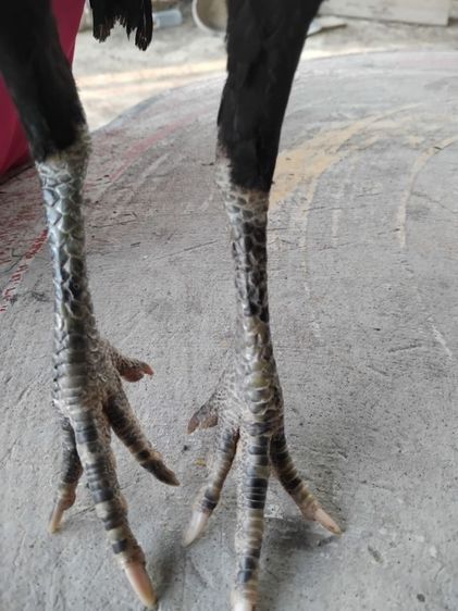 ง่อน75ก๋อย25 รูปที่ 3