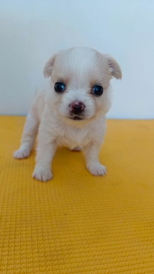 ชิวาวา (Chihuahua) เล็ก ชิวาวา อายุ45วัน สุขภาพแข็งแรง