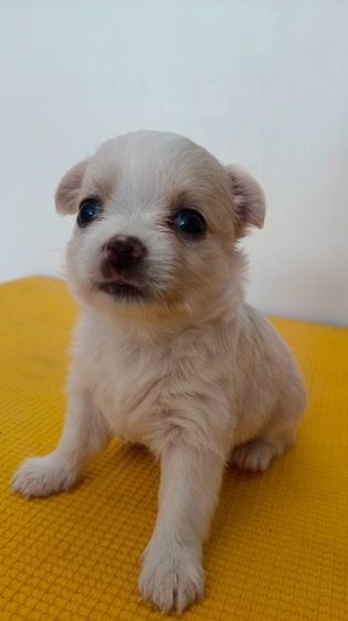 ชิวาวา อายุ45วัน สุขภาพแข็งแรง รูปที่ 2