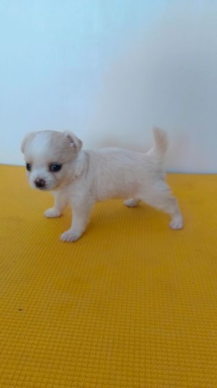 ชิวาวา อายุ45วัน สุขภาพแข็งแรง รูปที่ 8