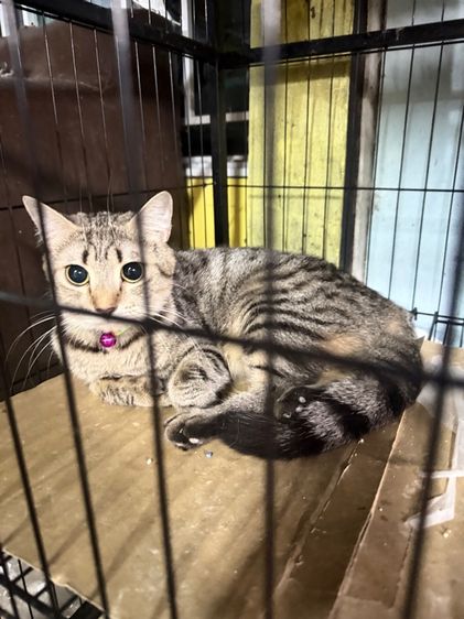 แมวลายสลิต