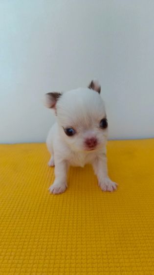 ชิวาวา (Chihuahua) กลาง ชิวาวาขนสองชั้น