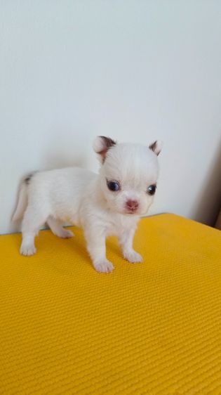 ชิวาวาขนสองชั้น รูปที่ 4