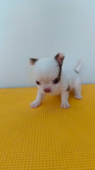 ชิวาวาขนสองชั้น รูปที่ 3