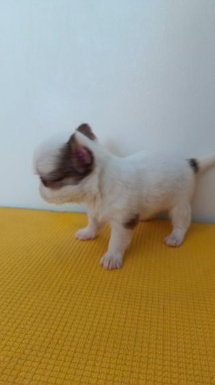 ชิวาวาขนสองชั้น รูปที่ 6