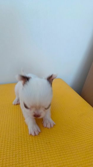 ชิวาวาขนสองชั้น รูปที่ 8