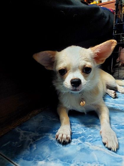 ชิวาวา ตัวเมีย สดใสน่ารัก รูปที่ 3