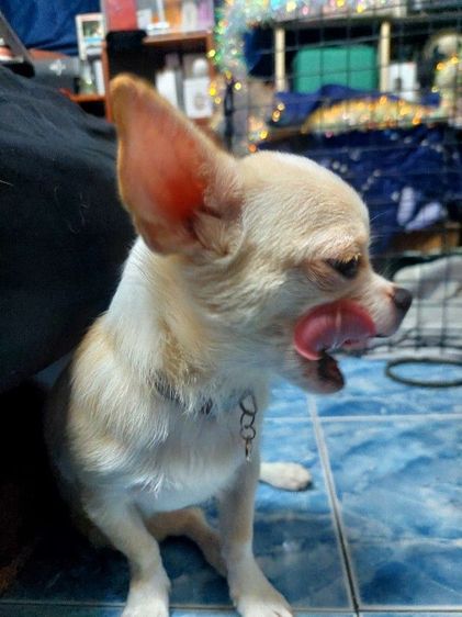 ชิวาวา (Chihuahua) ชิวาวา ตัวเมีย สดใสน่ารัก