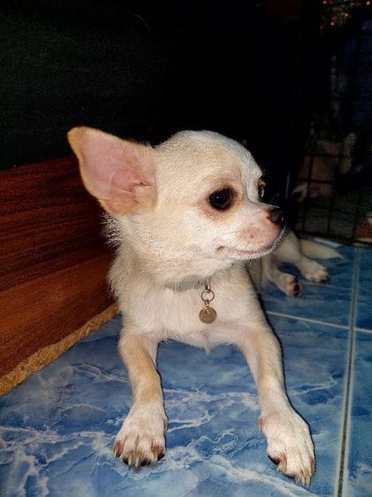ชิวาวา ตัวเมีย สดใสน่ารัก รูปที่ 4