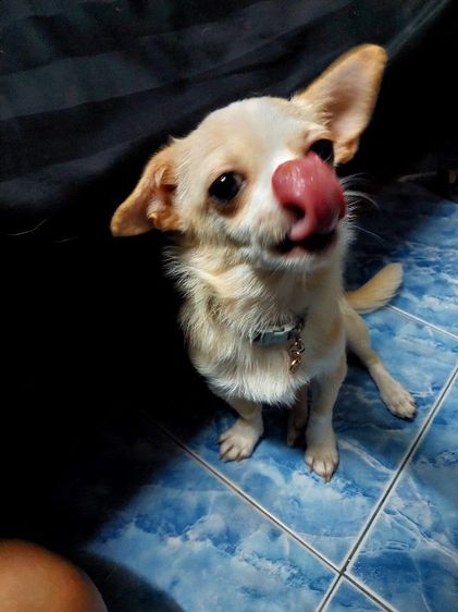 ชิวาวา ตัวเมีย สดใสน่ารัก รูปที่ 2
