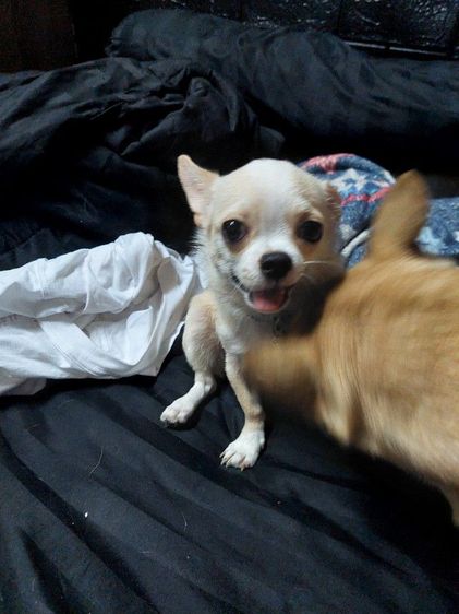 ชิวาวา ตัวเมีย สดใสน่ารัก รูปที่ 7