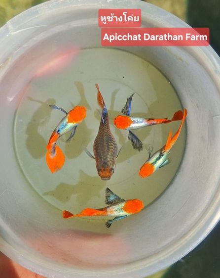 ปลาหางนกยูงระยอง รูปที่ 9