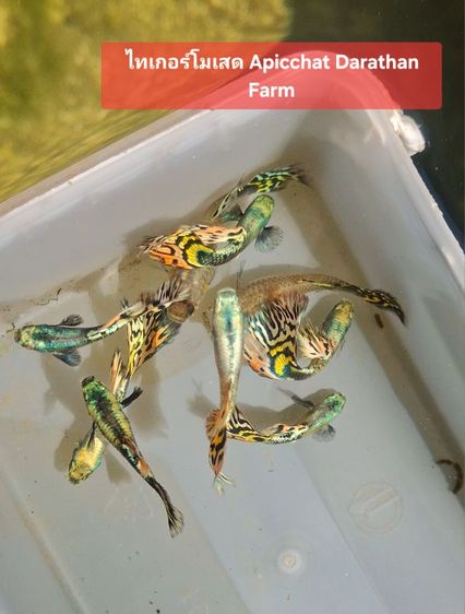 ปลาหางนกยูงระยอง รูปที่ 12