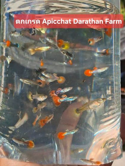 ปลาหางนกยูงระยอง รูปที่ 5