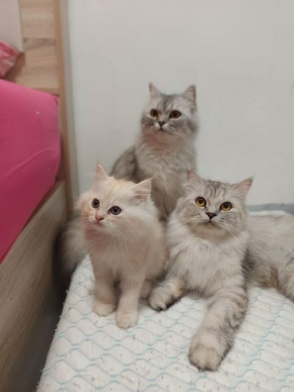 เปอร์เซียเพศหญิง 2เดือนค่ะ