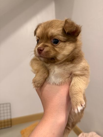 เปิดจองลูกชิวาว่า รูปที่ 3