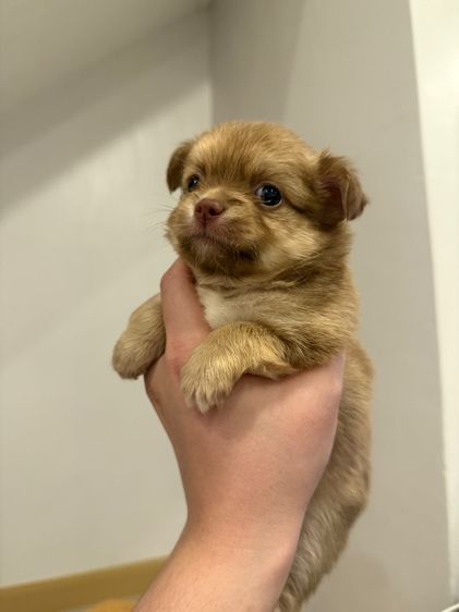 ชิวาวา (Chihuahua) เล็ก เปิดจองลูกชิวาว่า