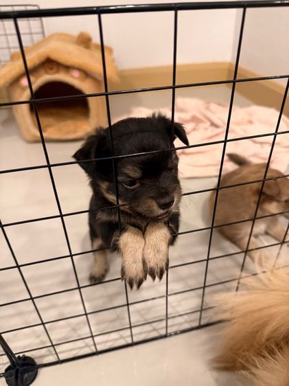 เปิดจองลูกชิวาว่า รูปที่ 5