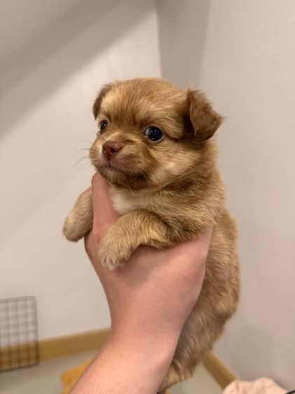 เปิดจองลูกชิวาว่า รูปที่ 2