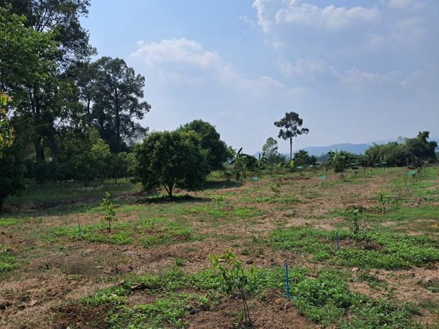 ไม่ใช่ ขายด่วน ที่ดินติดแม่น้ำนครนายก 3 ไร่ รูปที่ 3