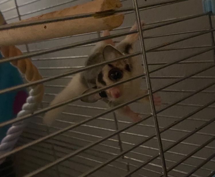 ชูก้า รูปที่ 3