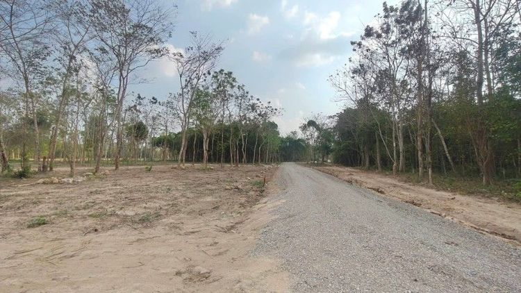 ใช่ แบ่งขายที่ดิน วิวเขาใหญ่-ติดลำธาร ฝั่งนครนายก  รูปที่ 4