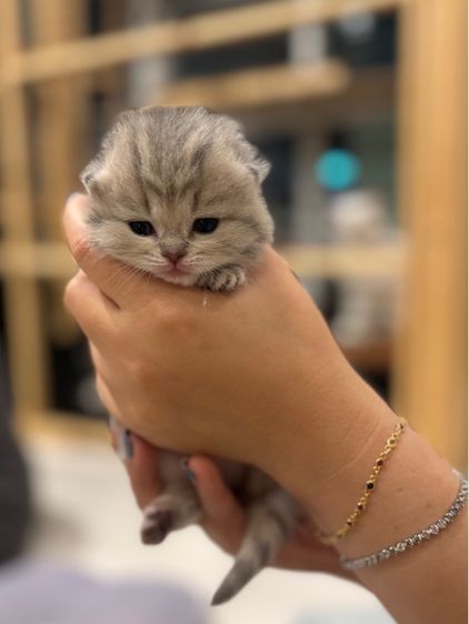 ลูกแมวสก๊อตติช รูปที่ 11