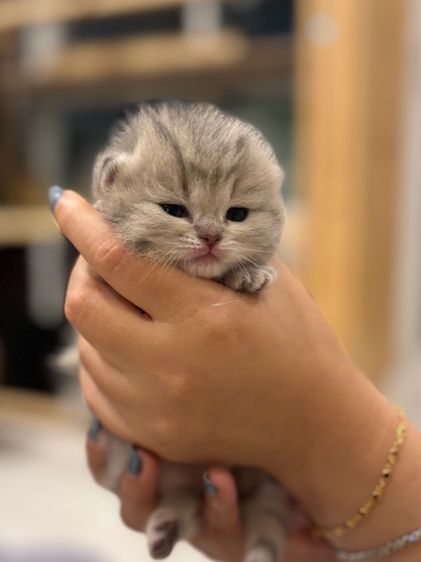 ลูกแมวสก๊อตติช รูปที่ 12