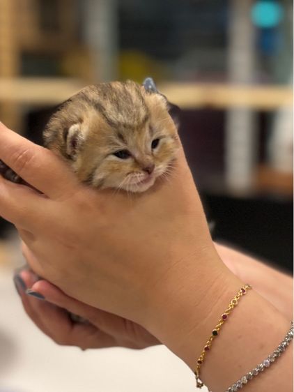 ลูกแมวสก๊อตติช รูปที่ 14