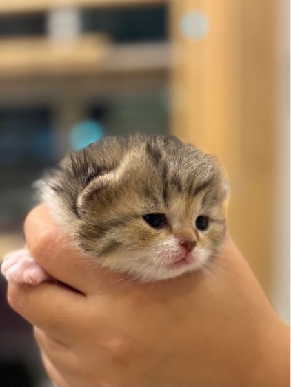 ลูกแมวสก๊อตติช รูปที่ 5