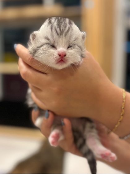 ลูกแมวสก๊อตติช รูปที่ 9