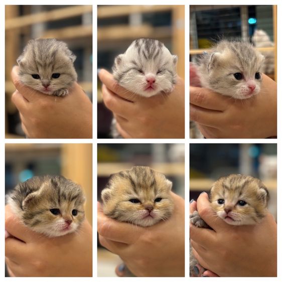 ลูกแมวสก๊อตติช