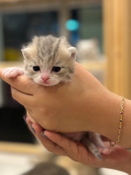 ลูกแมวสก๊อตติช รูปที่ 8